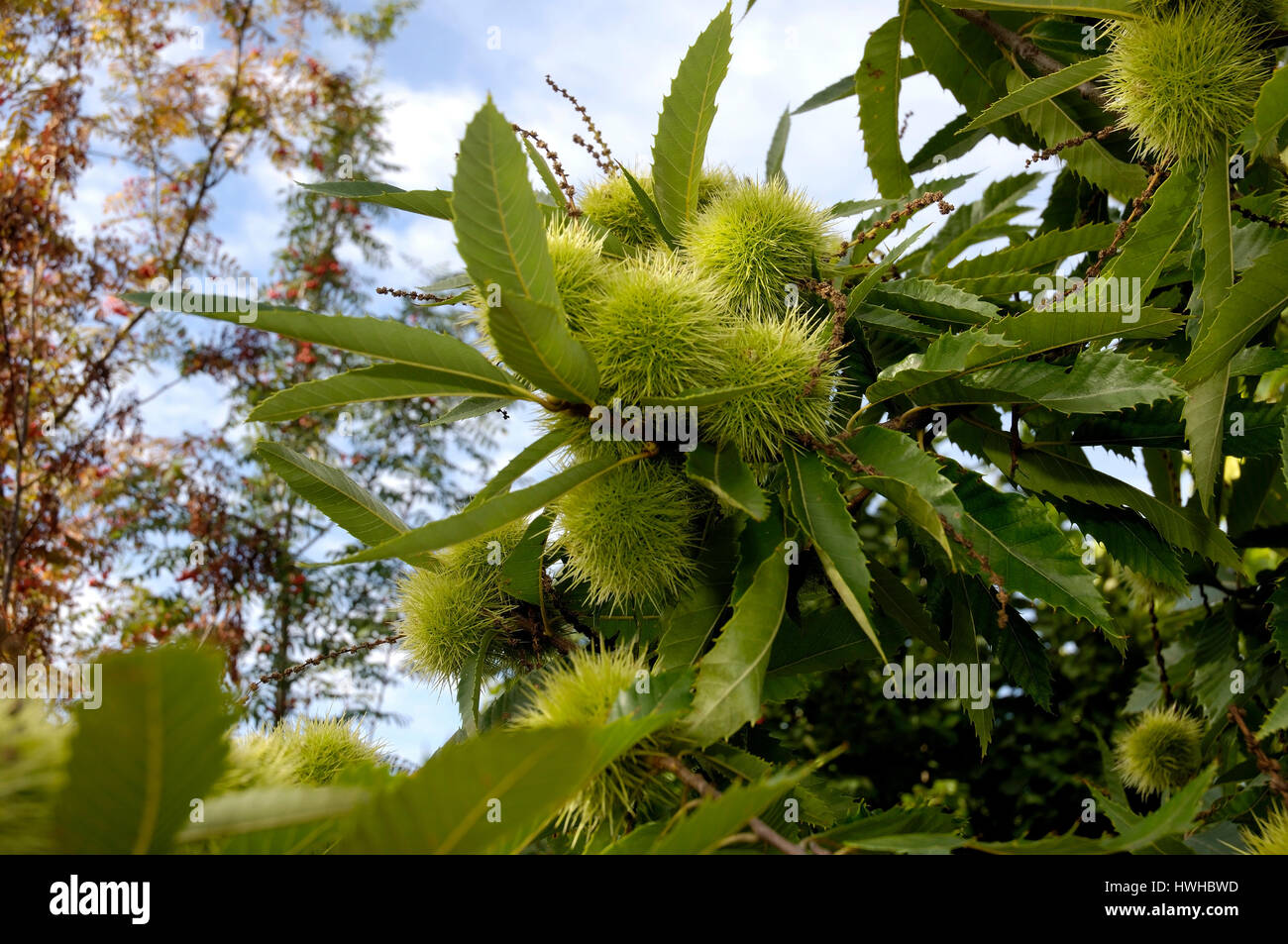 Früchte der Edelkastanie, Castanea Sativa, Kastanien Obst, Kastanien, Castanea Sativa Kastanie, Kastanien, Sweet Chestnut Früchte essen / (Casta Stockfoto