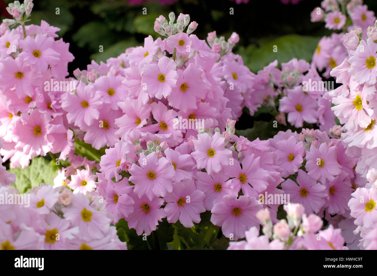 Fee Prime stieg ausgezeichnete ausgezeichnete rosa verbesserte, Primula Malacoides, Flieder oder Etagen Primel pink verbesserte, Primula Malacoides, Fairy Primrose ' Stockfoto