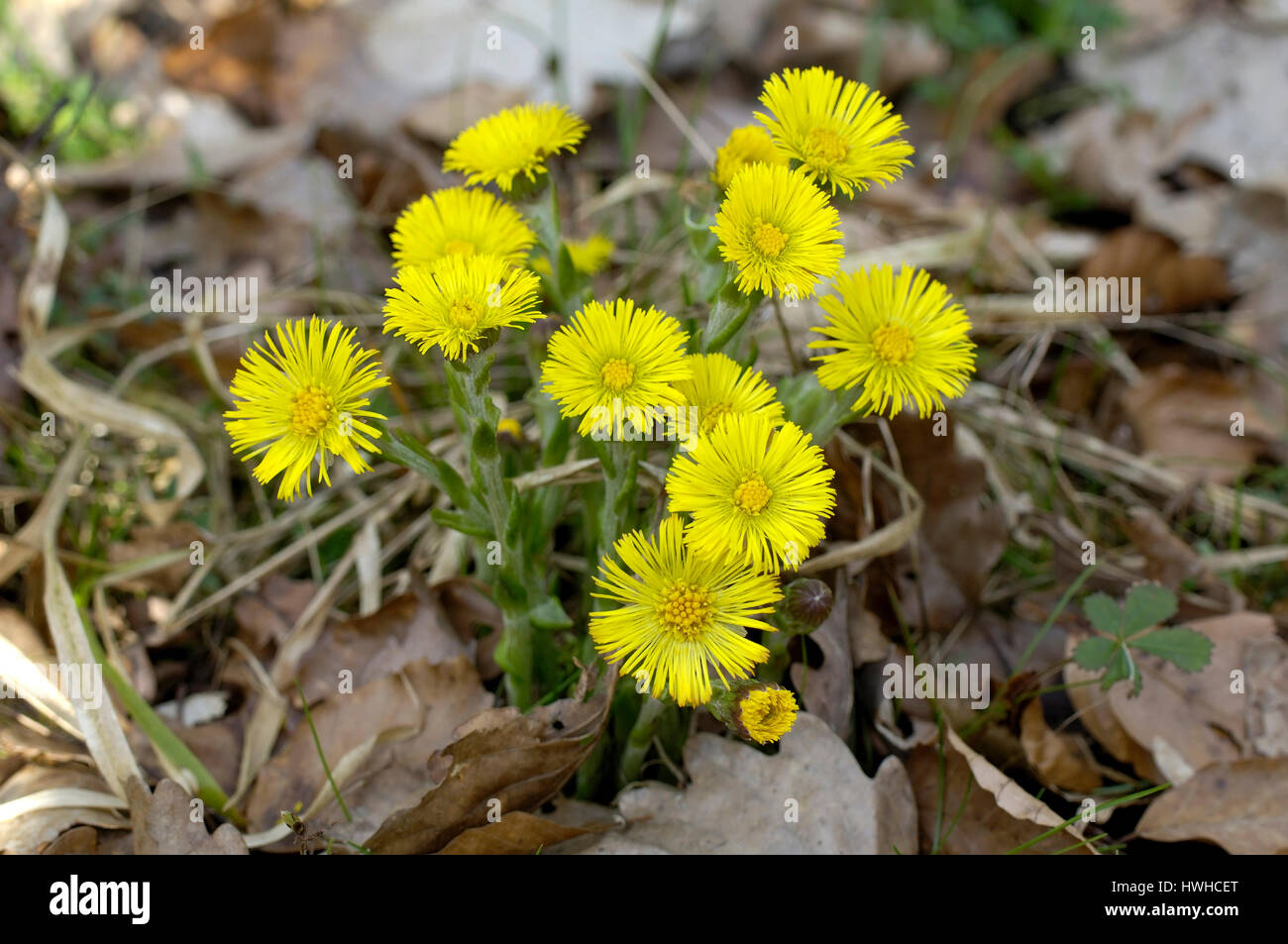 Huflattich, Blüten, Tussilago Farfara, Huflattich, Blüten, Tussilago Farfara Kloster Medizin, Kräuter, Kräuter, Homöopathie, Blüten / (Tussilago weit Stockfoto