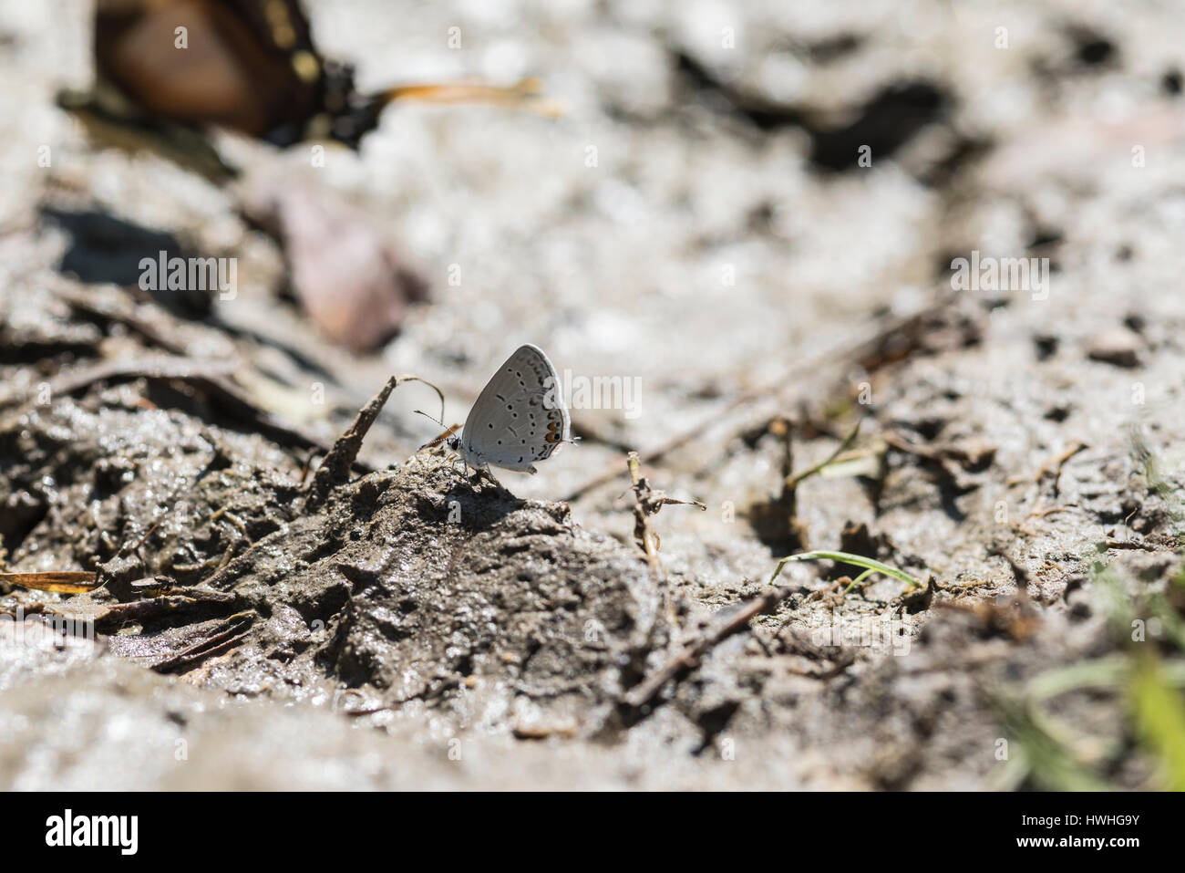 Eine östliche Tail-blau Buttefly (Everes Comyntas) Schlamm-Puddel in Mexiko Stockfoto