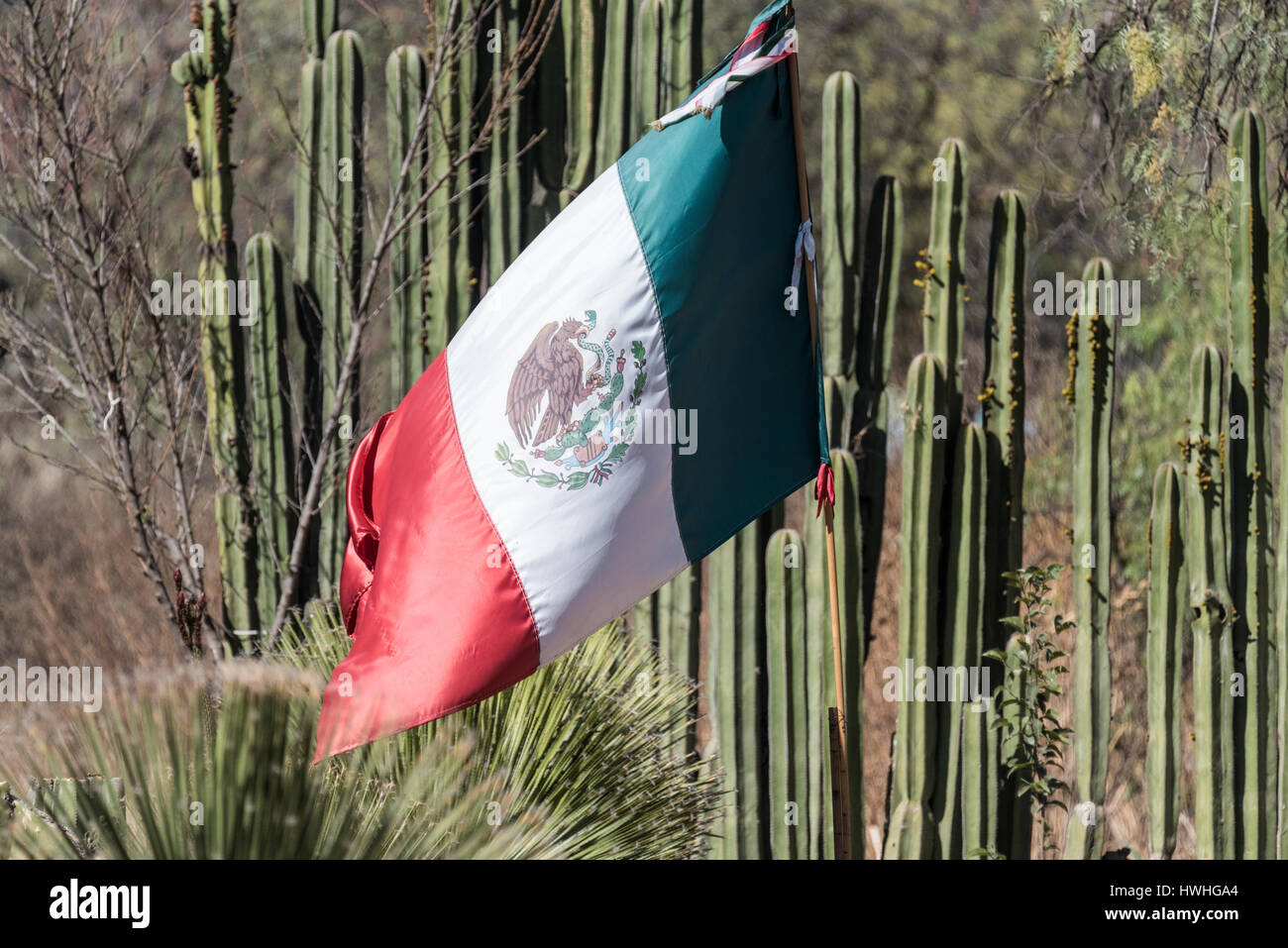 Die mexikanische Flagge mit einem Hintergrund von Kakteen Stockfoto