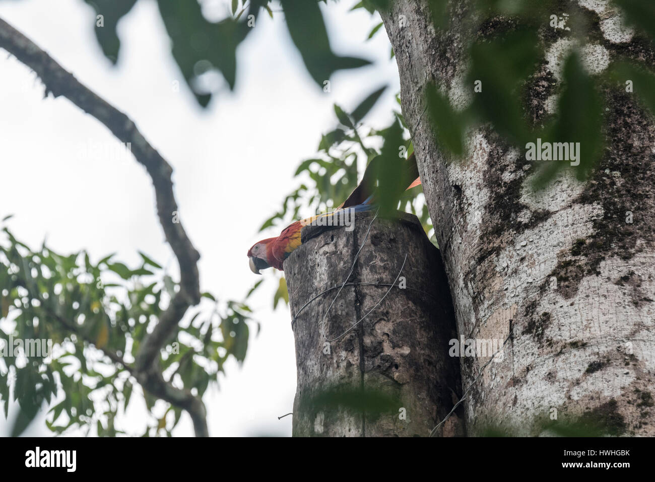 Ein scharlachiger Macaw (Ara macao) auf einem künstlichen Nest in Guacamaya, Chiapas State, Mexiko Stockfoto