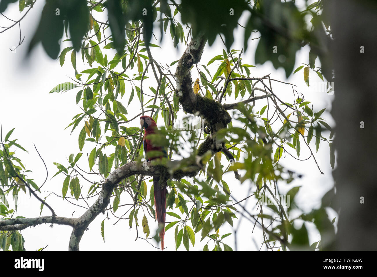 Ein Scharlachmakau (Ara macao) in einem Baum, Guacamaya, Staat Chiapas, Mexiko Stockfoto