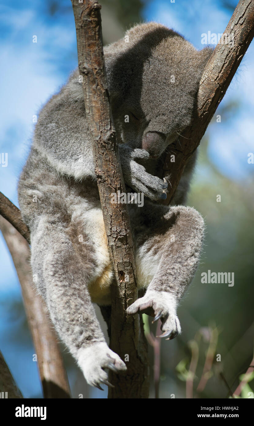 Schlafender koala Stockfoto