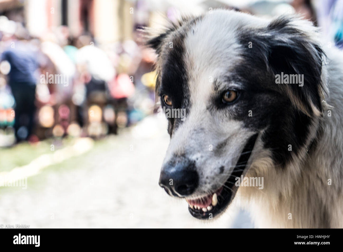 Hund (wissenschaftlicher Name: Canis lupus familiaris) bei der Osterwoche  in Antigua, Guatemala Stockfotografie - Alamy