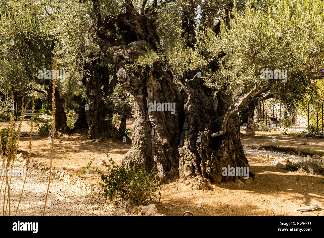 Olive Tree in Gethsemane, der Bibel für Christen. Stockfoto