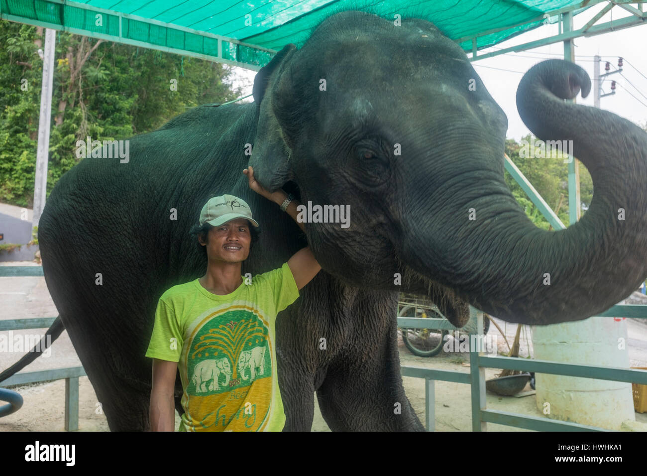 Ein Thai-Mann zeigt seinen Elefanten für Touristen in Phuket, Thailand. 6. März 2017 Stockfoto