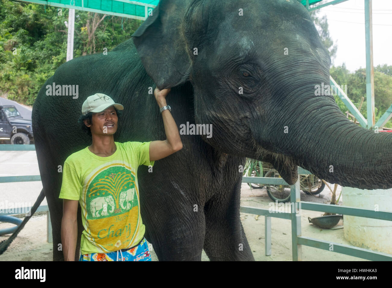Ein Thai-Mann zeigt seinen Elefanten für Touristen in Phuket, Thailand. 6. März 2017 Stockfoto