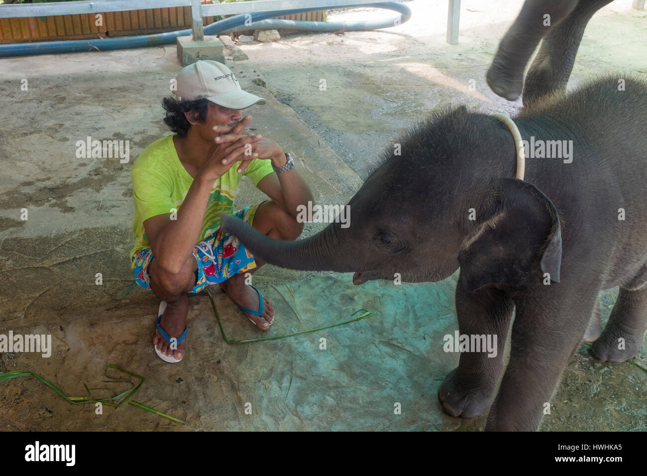 Ein Thai-Mann und seine Elefantenbaby für Touristen in Phuket, Thailand. 6. März 2017 Stockfoto
