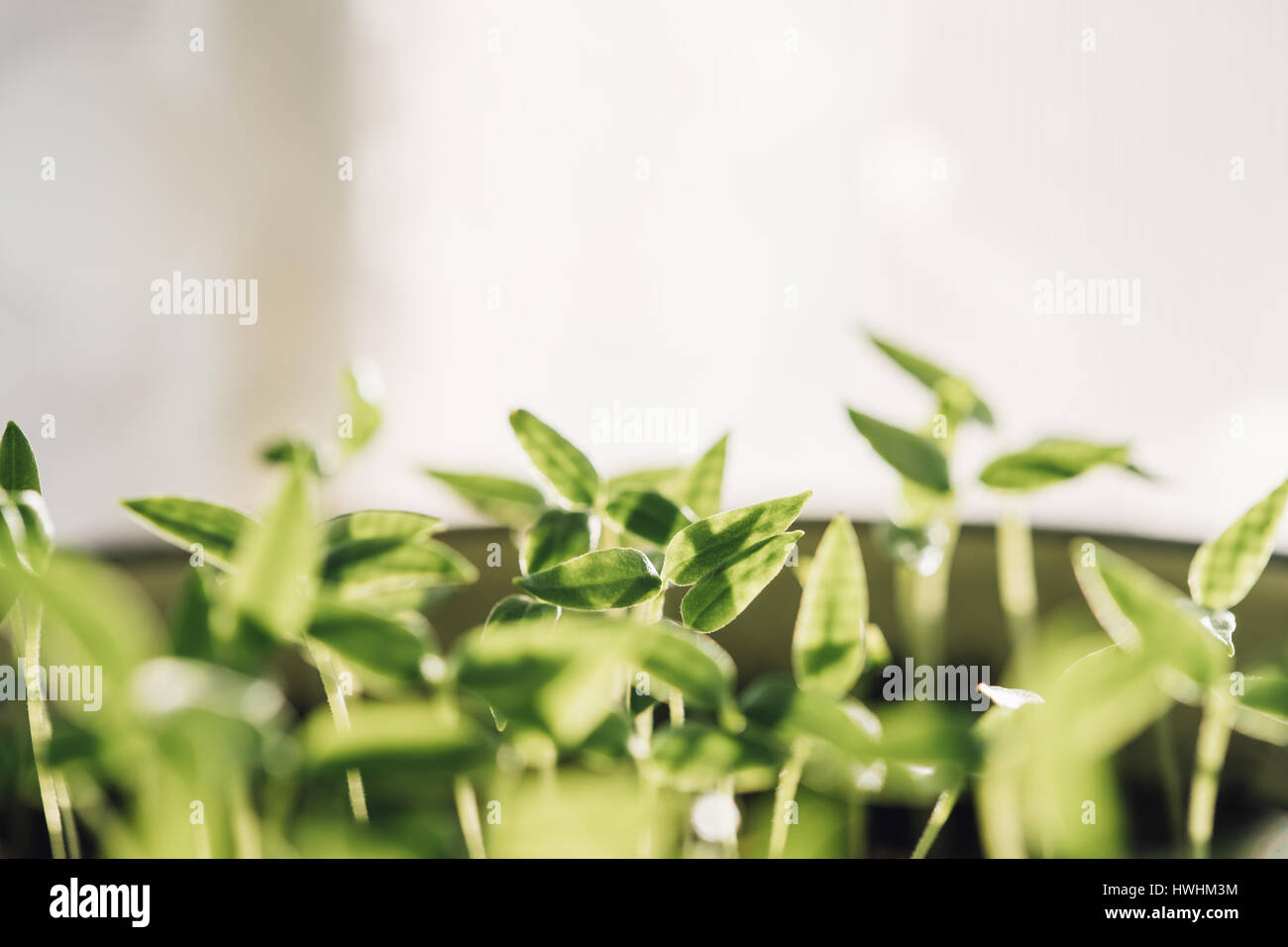 Gruppe junge Sprossen mit grünen Blatt oder Blätter aus dem Boden wachsen. Frühling-Konzept des neuen Lebens. Beginn der Vegetationsperiode. Anfang Frühling Agricultura Stockfoto