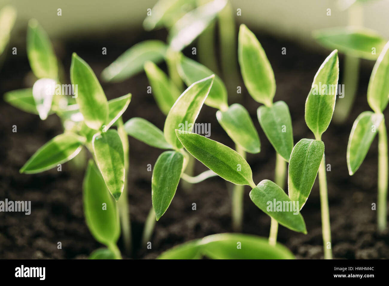 Gruppe junge Sprossen mit grünen Blatt oder Blätter aus dem Boden wachsen. Frühling-Konzept des neuen Lebens. Beginn der Vegetationsperiode. Anfang Frühling Agricultura Stockfoto