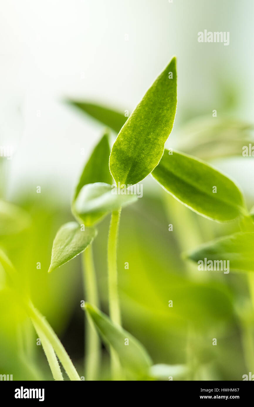 Close Up jungen Sprossen mit grünen Blatt oder Blätter aus dem Boden wachsen. Frühling-Konzept des neuen Lebens. Beginn der Vegetationsperiode. Anfang Frühling Ausbildungsziel Stockfoto