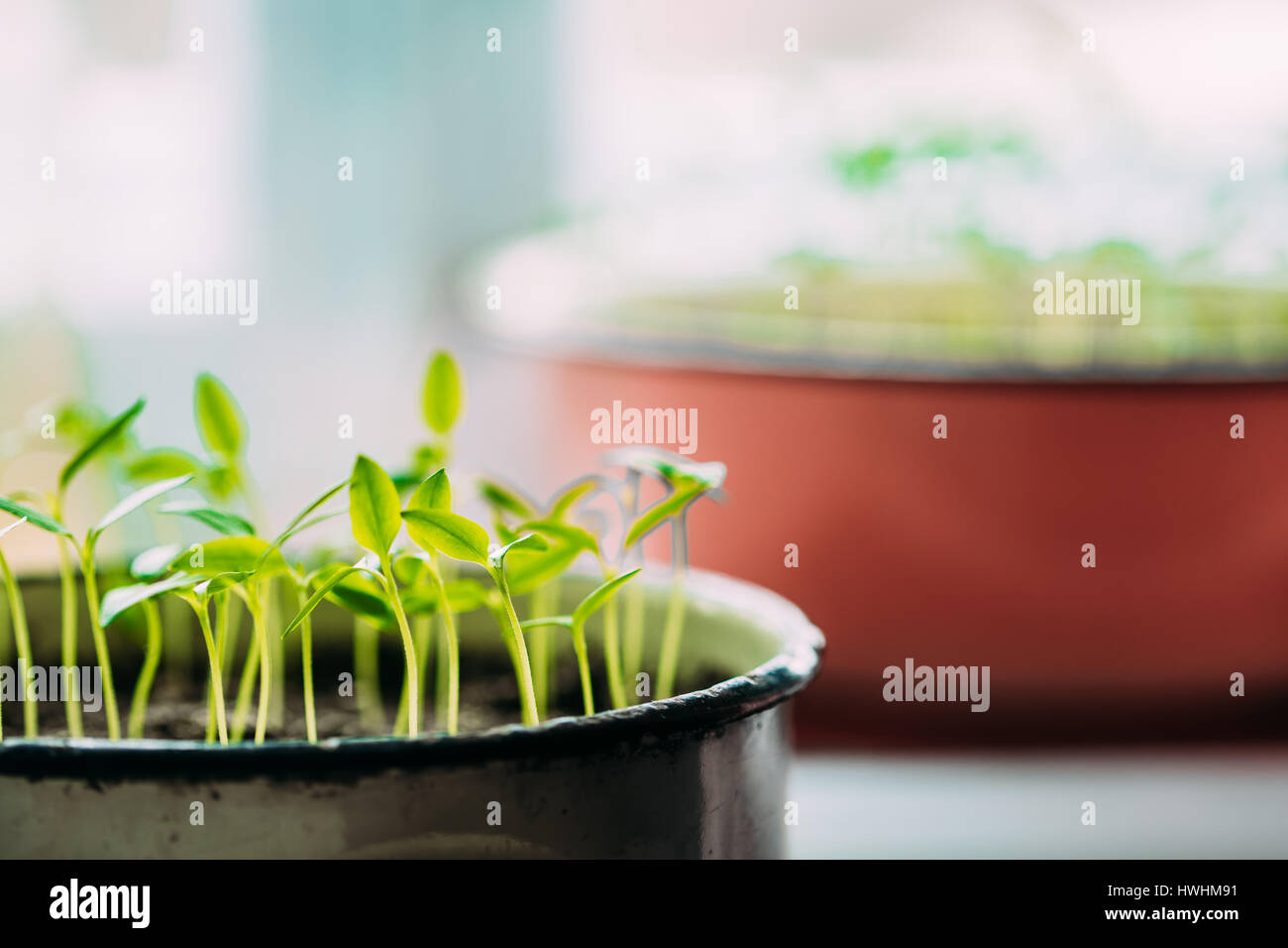 Gruppe junge Sprossen mit grünen Blatt oder Blätter wachsen aus dem Boden im alten Topf. Frühling-Konzept des neuen Lebens. Beginn der Vegetationsperiode. Anfang Frühling Stockfoto