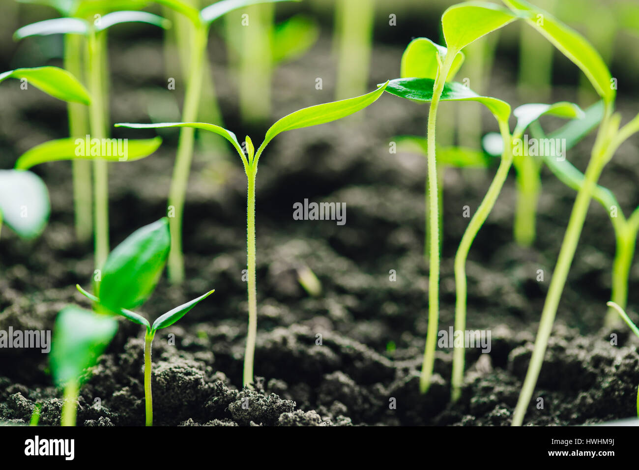 Gruppe junge Sprossen mit grünen Blatt oder Blätter aus dem Boden wachsen. Frühling-Konzept des neuen Lebens. Beginn der Vegetationsperiode. Anfang Frühling Agricultura Stockfoto