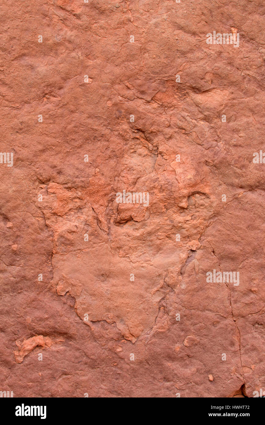 Dinosaur Tracks, Kali-unteren Colorado River Scenic Byway, Grand County, Utah Stockfoto