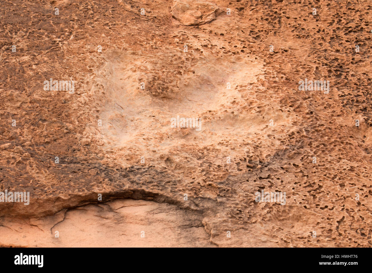Dinosaur Tracks, Kali-unteren Colorado River Scenic Byway, Grand County, Utah Stockfoto