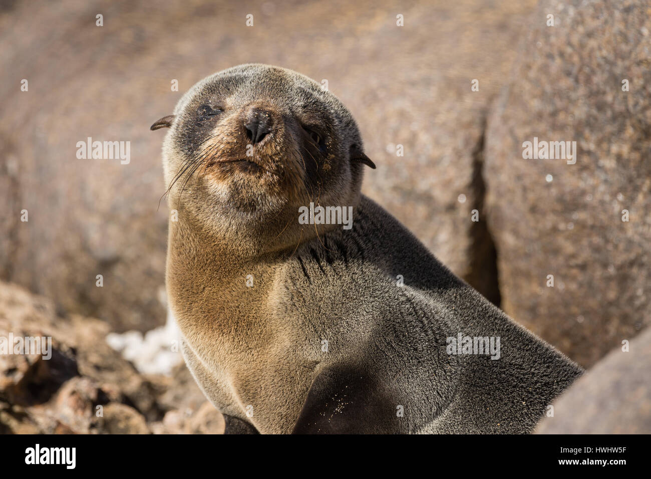 Australischer Seebär (Arctocephalus percivali) Stockfoto