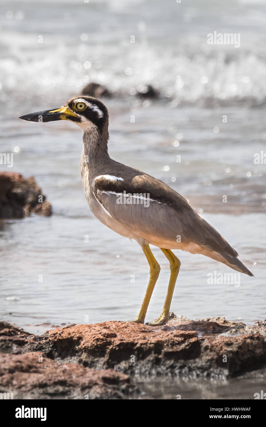 Beach-Stein-Brachvogel (Esacus Magnirostris) Stockfoto
