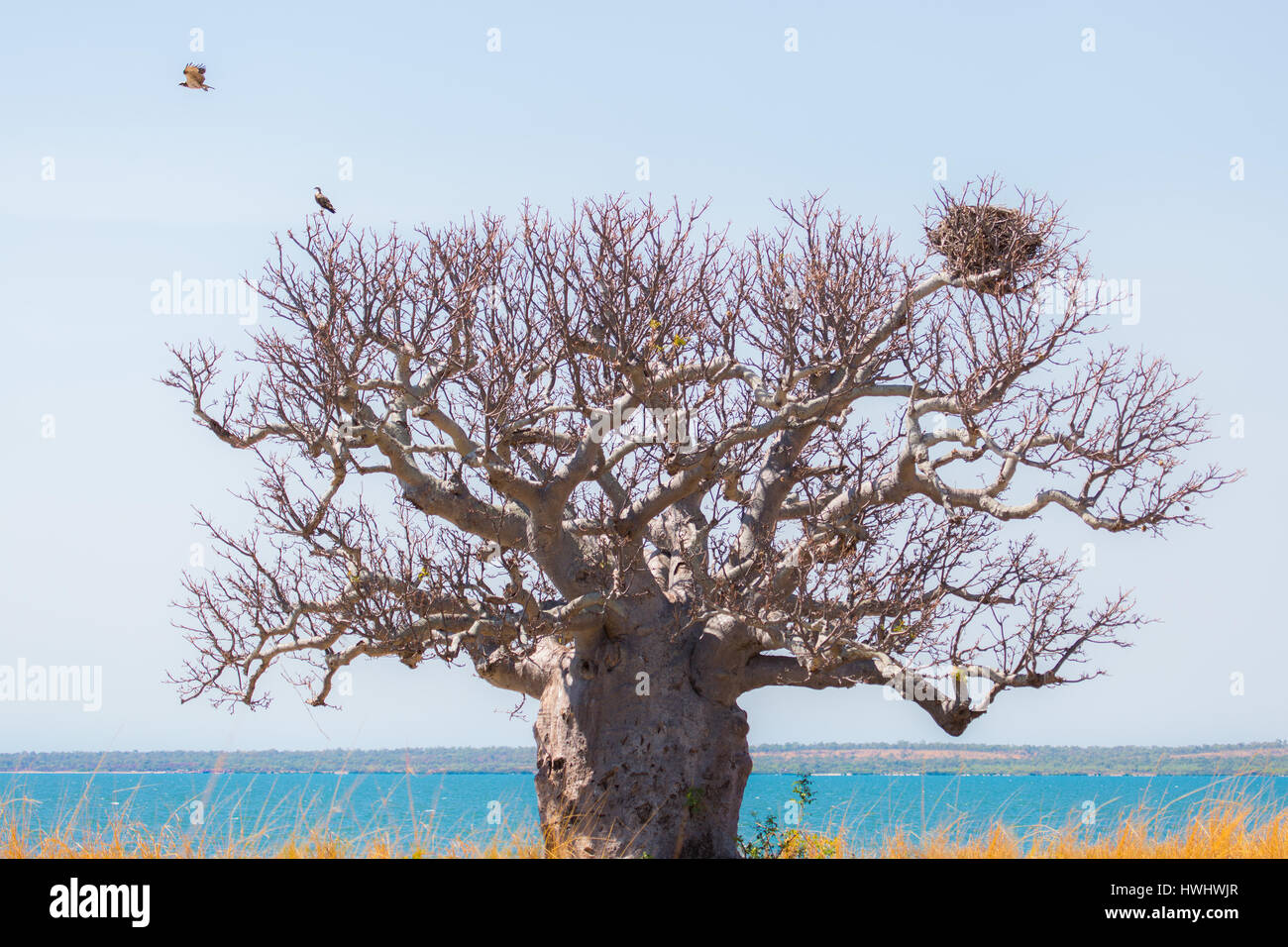 Boab (Baobab) Baum - die Kimberley - Western Australia Stockfoto