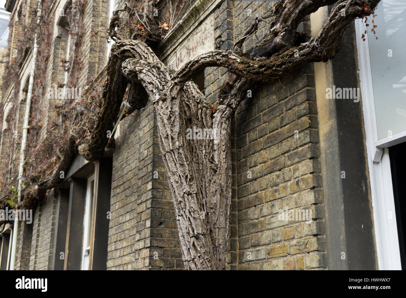 Wisteria Stamm und die Äste im Winter. Stockfoto