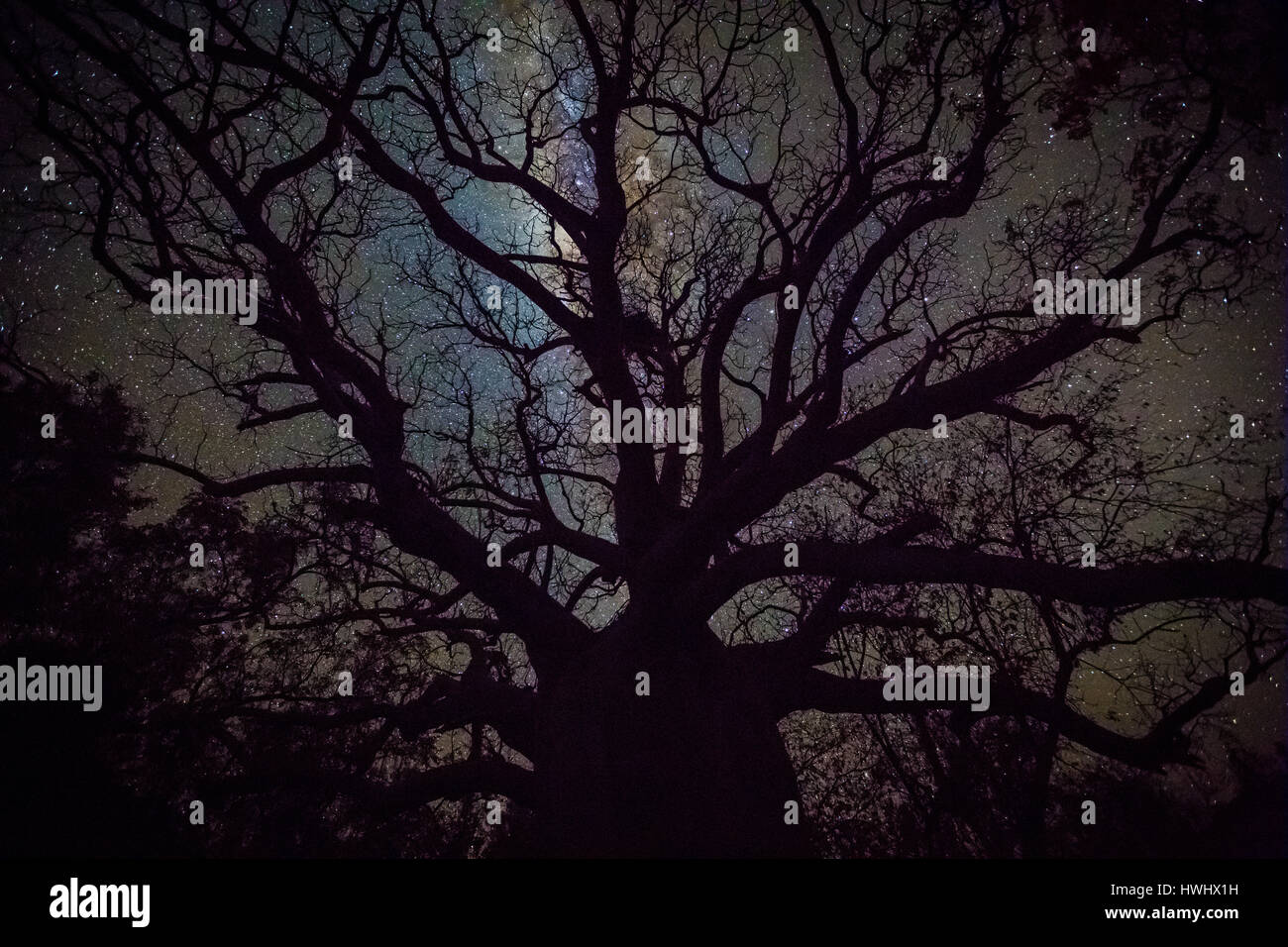 Boab (Baobab) Baum - die Kimberley - Western Australia Stockfoto