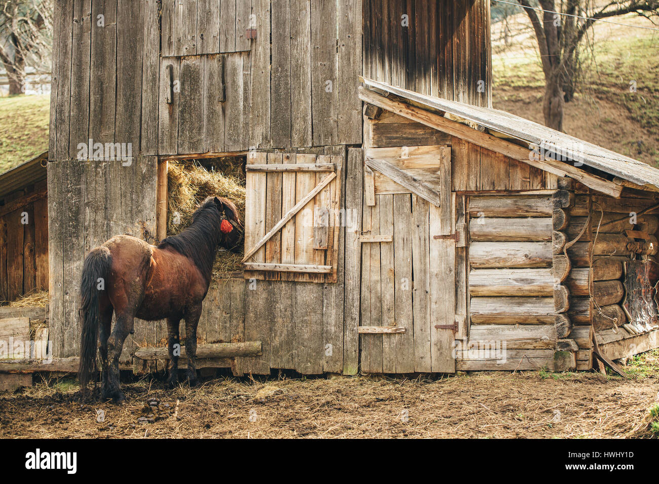 braune Pferd frisst Heu im Stall Stockfoto