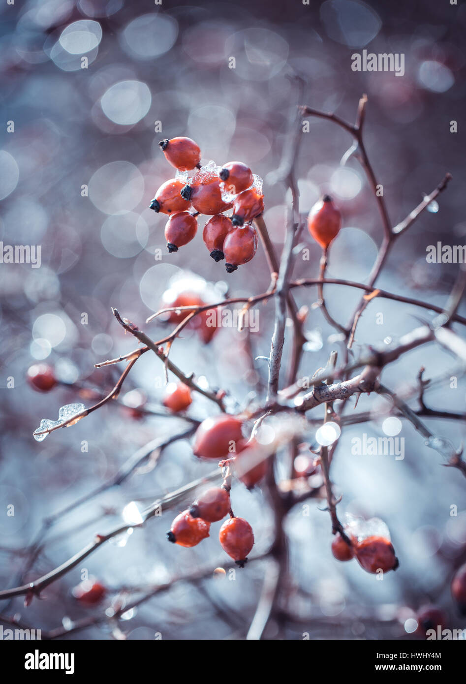 Briar Busch unter dem Schnee auf den Beeren Stockfoto