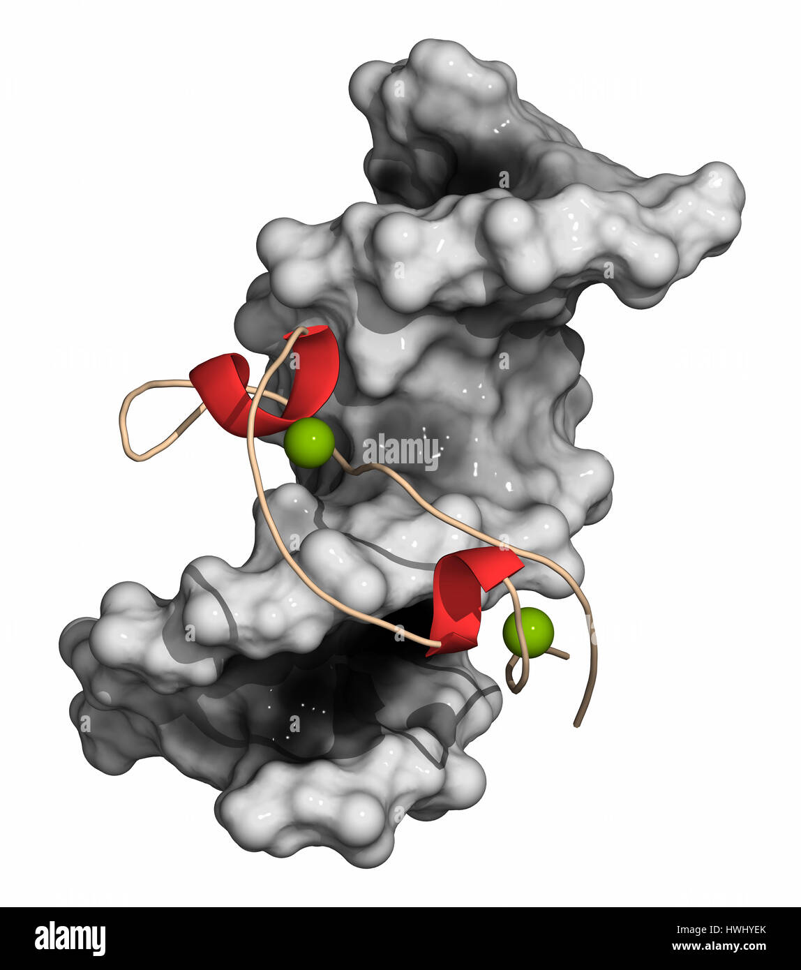 Zink-Finger Protein Domäne (von Histon-Lysin-N-Methyltransferase-A2). Zinkfinger sind Protein-Domänen, die an DNA-Sequenzen binden. DNA: molekulare s Stockfoto
