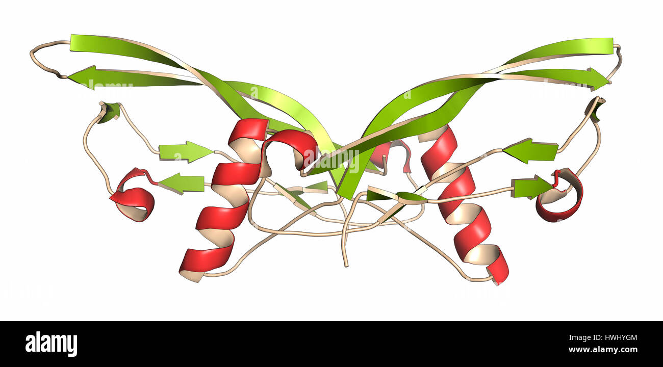 Knochen morphogenetische Protein 7 (BMP-7) Protein. Wichtige Rolle in der Entwicklung von Knochen und Knorpel. Cartoon-Darstellung mit sekundären Energiepla- Stockfoto