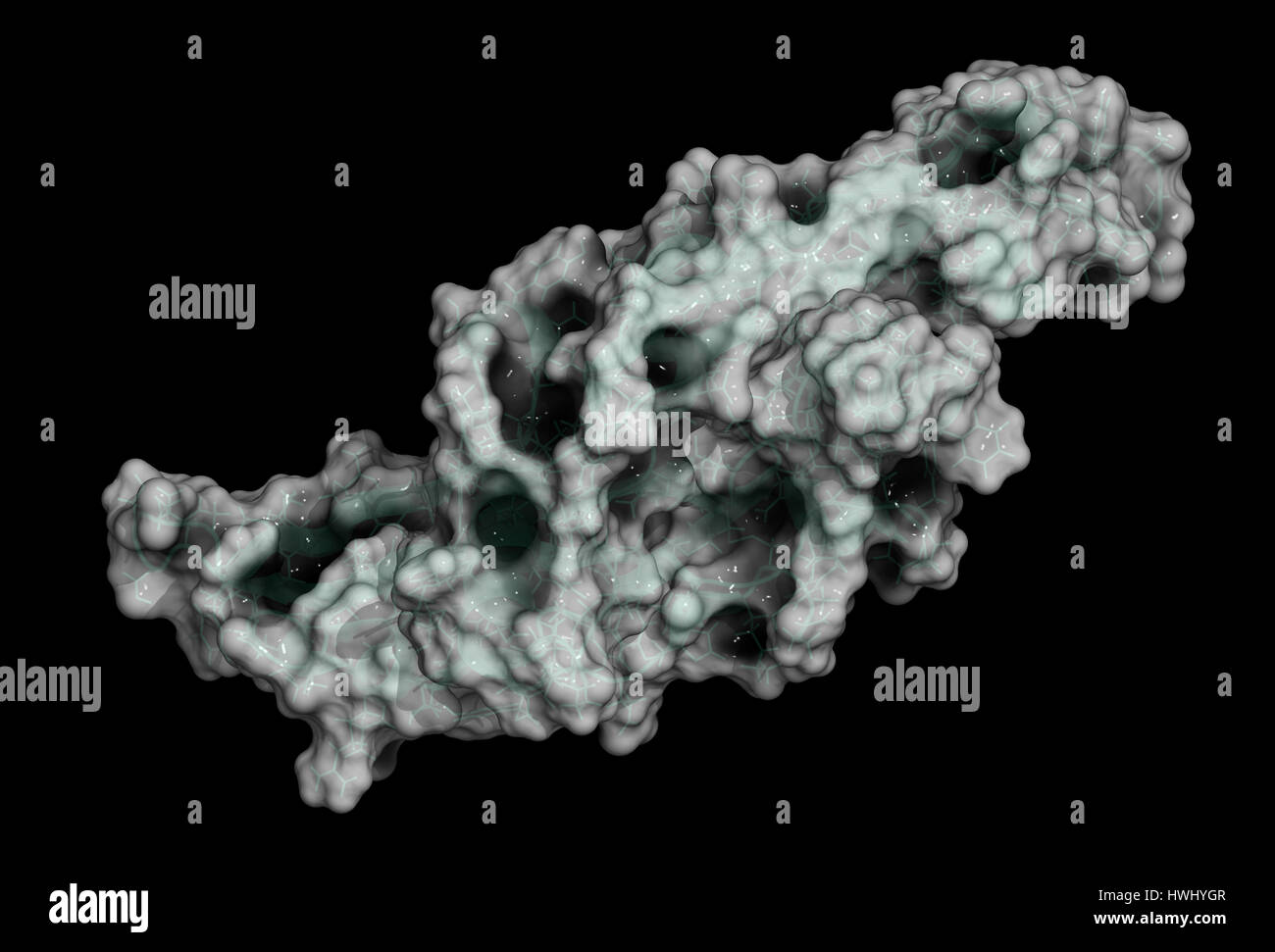 Knochen Protein 7 (BMP7) Protein. Wichtige Rolle in