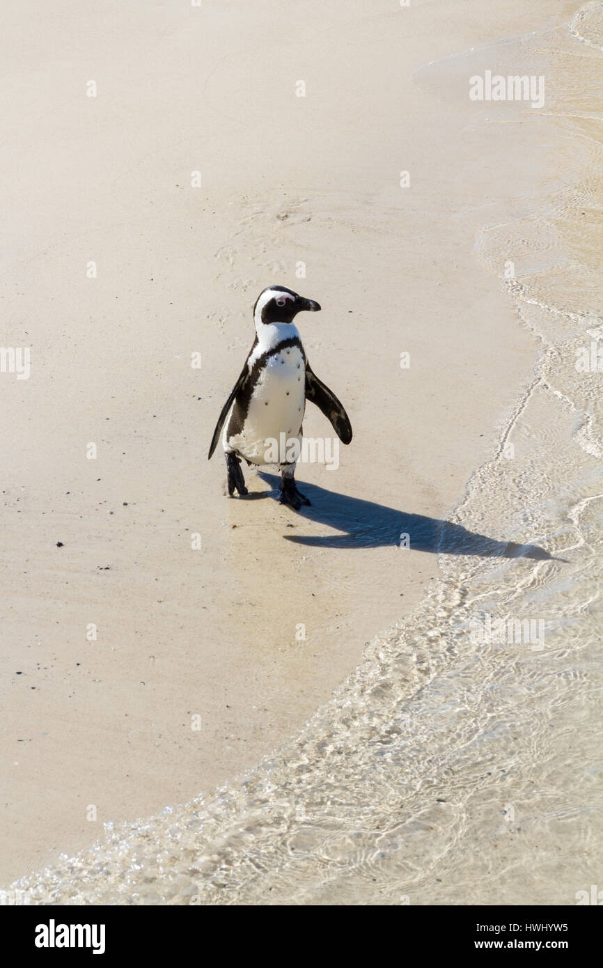 Eine afrikanische Pinguin Wandern entlang Boulder Beach, Südafrika Stockfoto