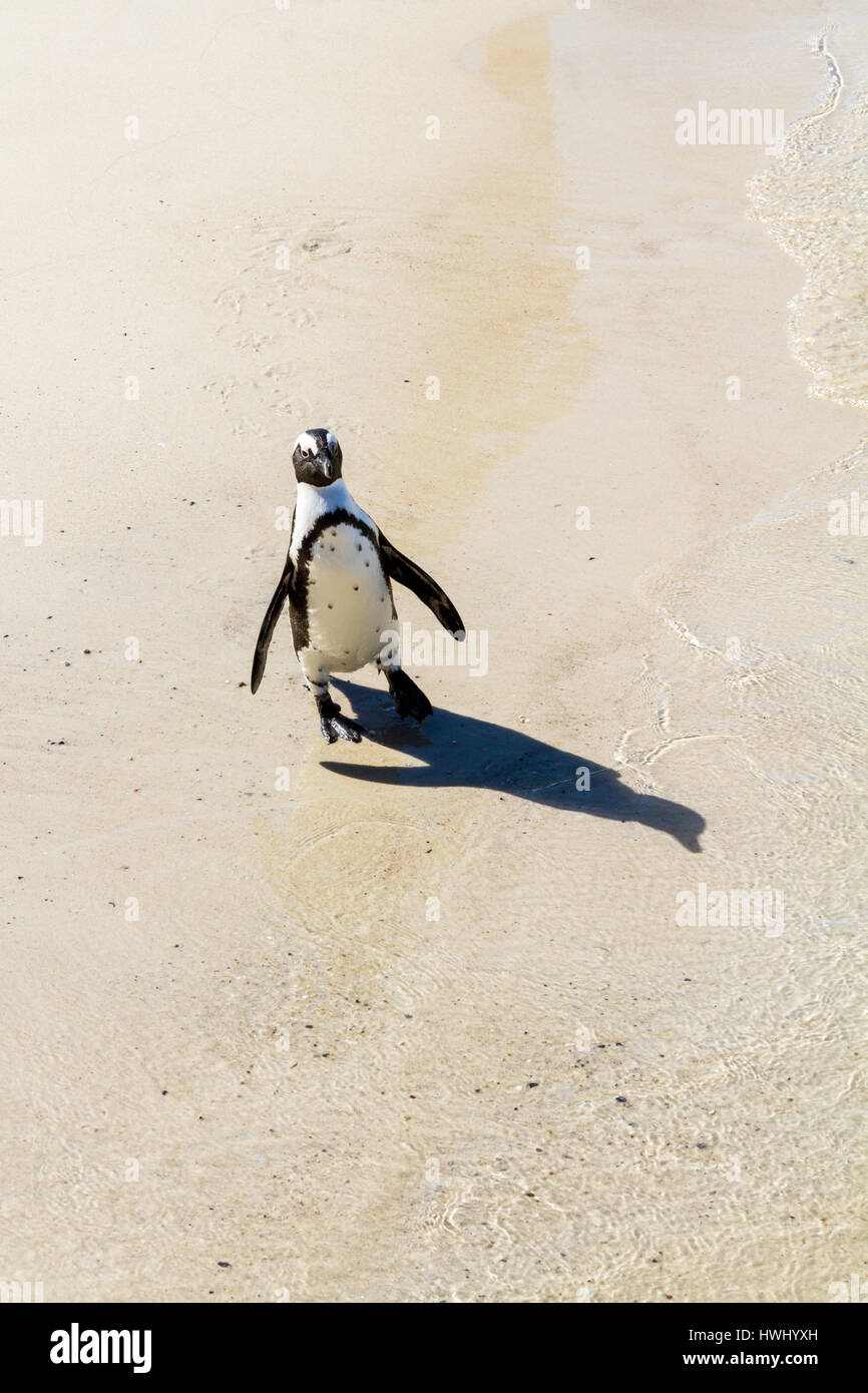 Eine afrikanische Pinguin Wandern entlang Boulder Beach, Südafrika Stockfoto