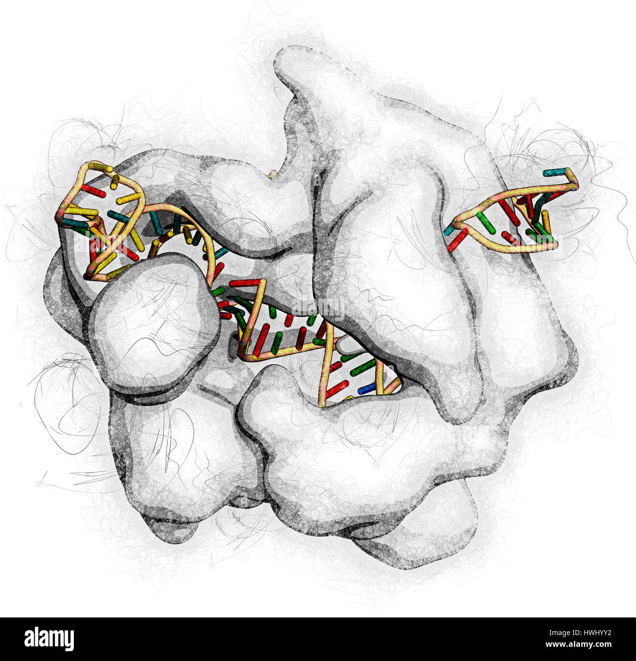 Bearbeitung komplexer von Streptococcus Pyogenes CRISPR-CAS9-gen. Das Cas9-Nuklease-Protein verwendet ein Guide RNA-Sequenz um zu DNA an eine ergänzende Website zu schneiden. Stockfoto