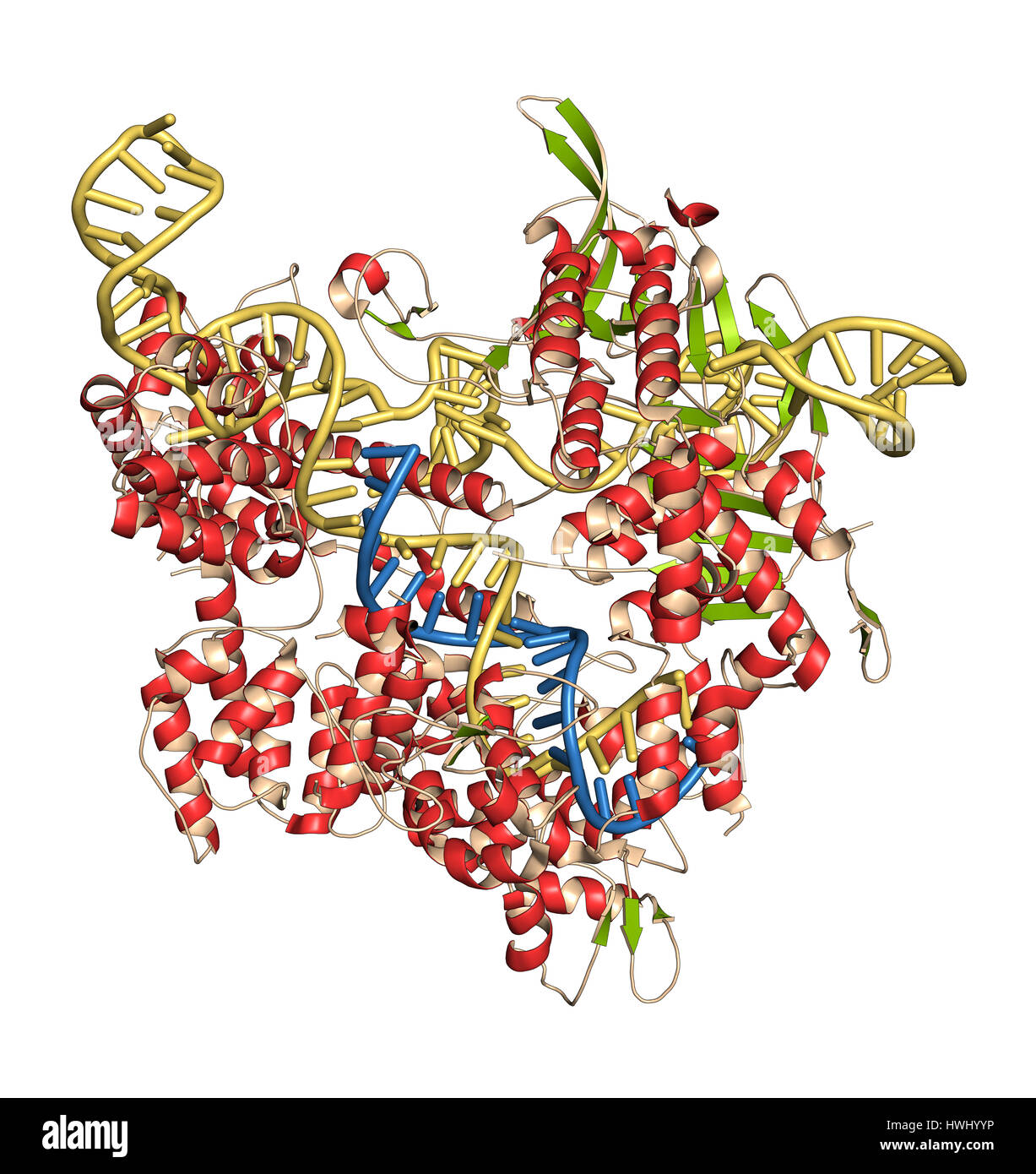 Bearbeitung komplexer von Streptococcus Pyogenes CRISPR-CAS9-gen. Das Cas9-Nuklease-Protein verwendet ein Guide RNA-Sequenz um zu DNA an eine ergänzende Website zu schneiden. Stockfoto