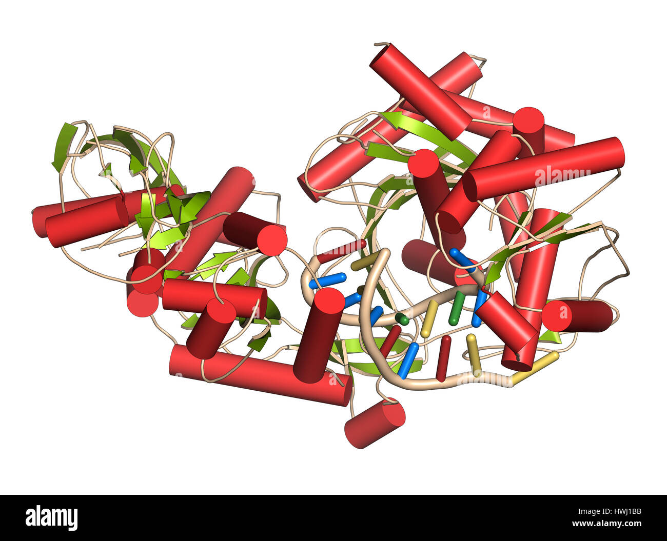 Argonaut-2 (Mensch) Enzym. Teil des komplexen RISC und spielt Rolle bei der RNA-Interferenz (RNAi). 3D Illustration. Cartoon-Darstellung mit weiterführenden Stockfoto