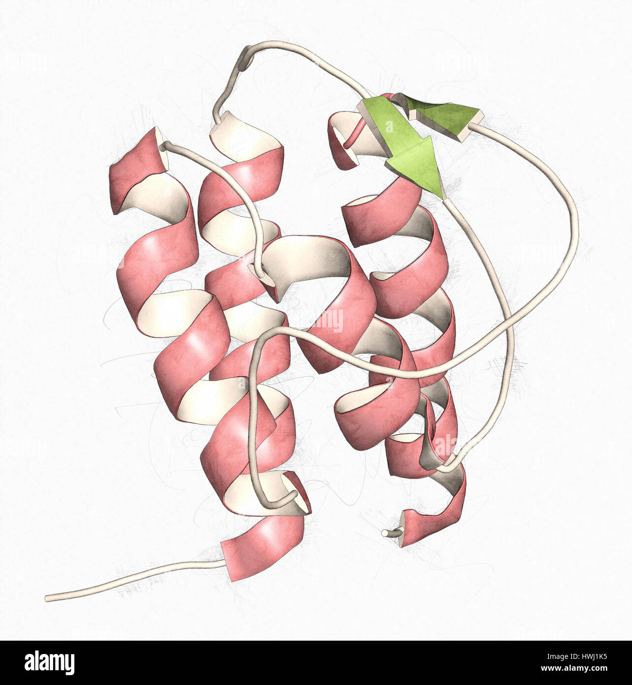 Protein, Zytokin Interleukin 13 (IL-13). 3D Illustration. Cartoon-Darstellung mit Sekundärstruktur Färbung (grüne Blätter, rote Helices). Stockfoto