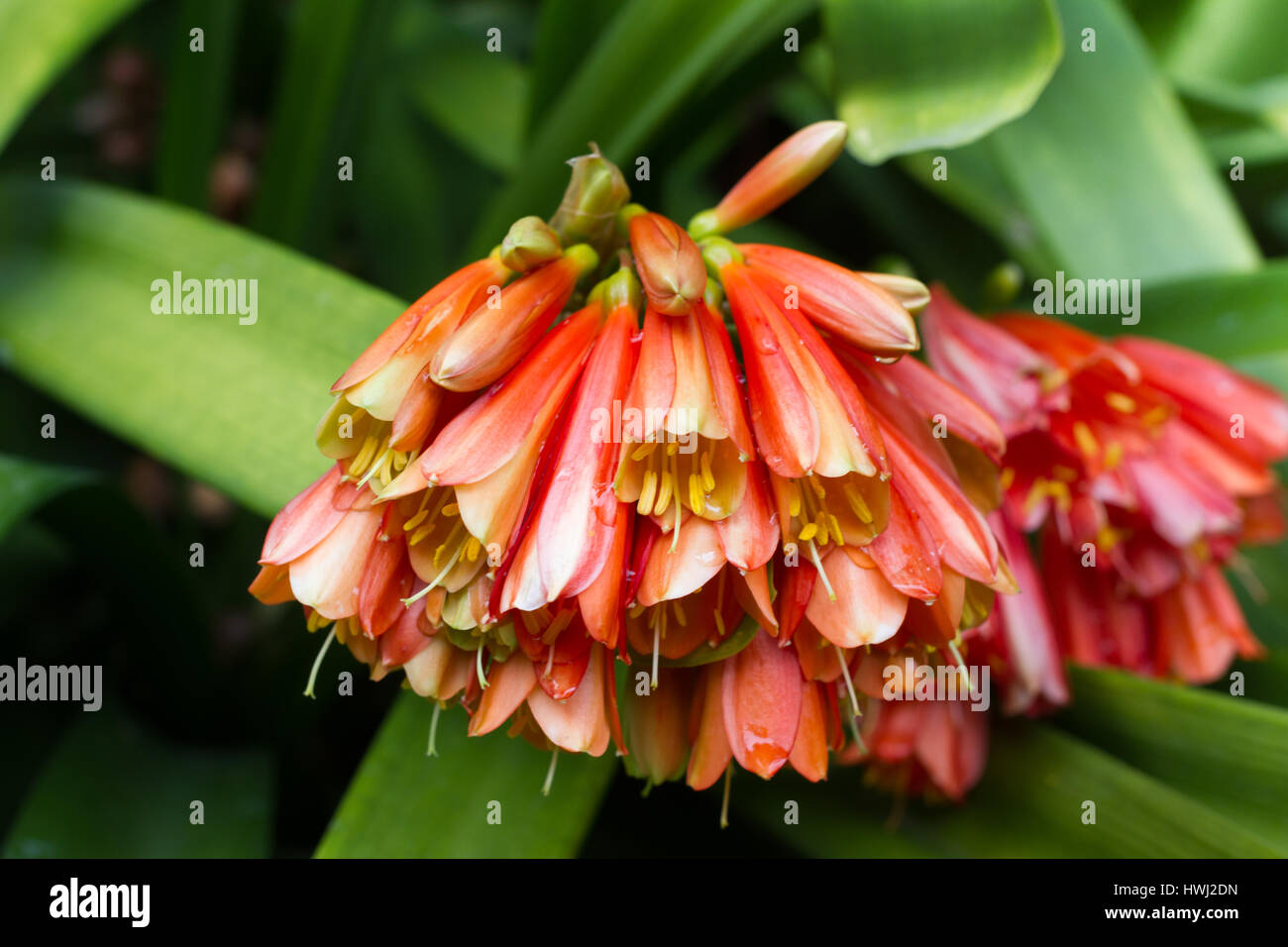 Orange agapanthus Fotos und Bildmaterial in hoher Auflösung Alamy