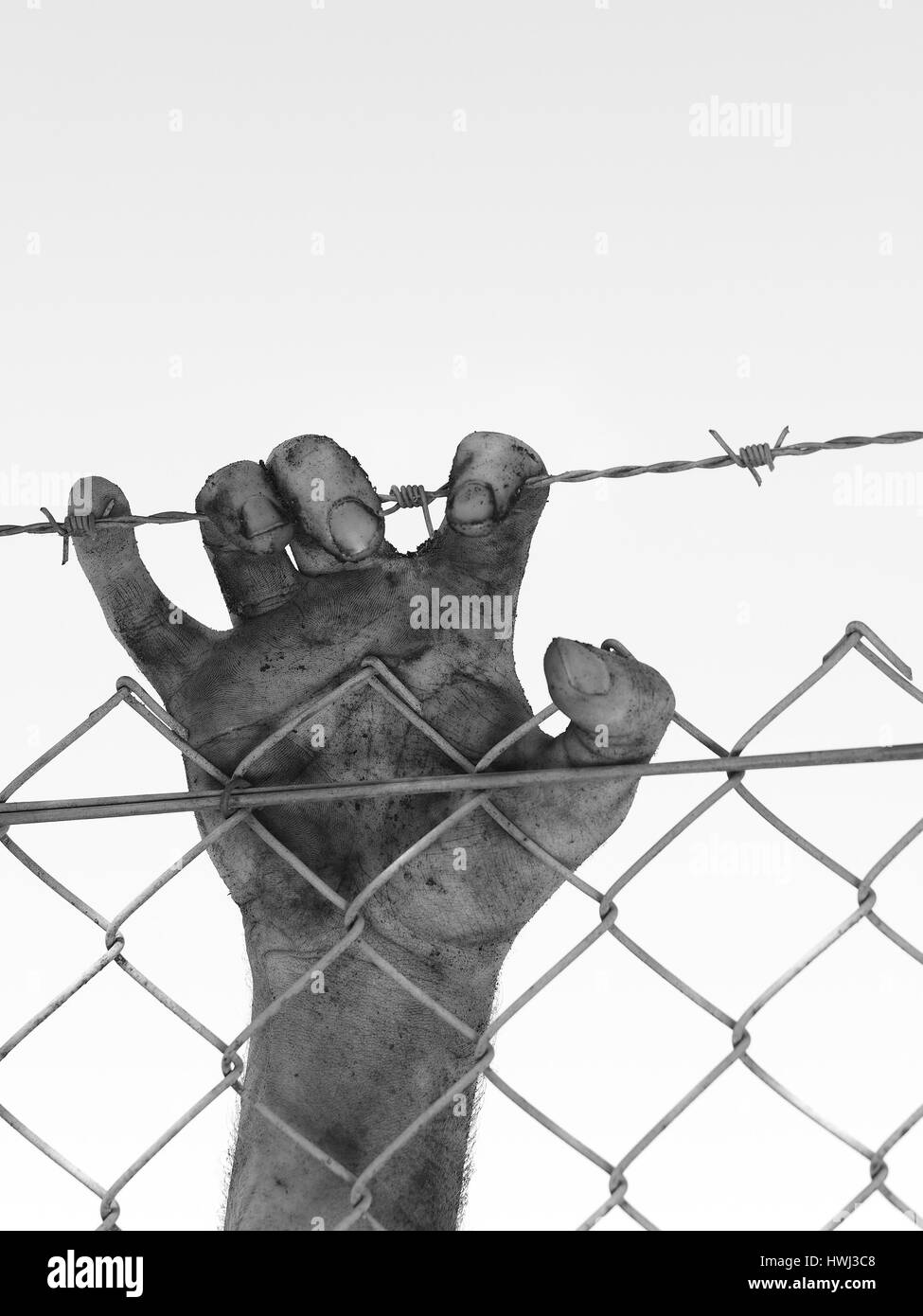 Schmutzige Hand klammerte sich an einem Drahtzaun Stahl Widerhaken, schwarz und weiß, Australien 2016 Stockfoto