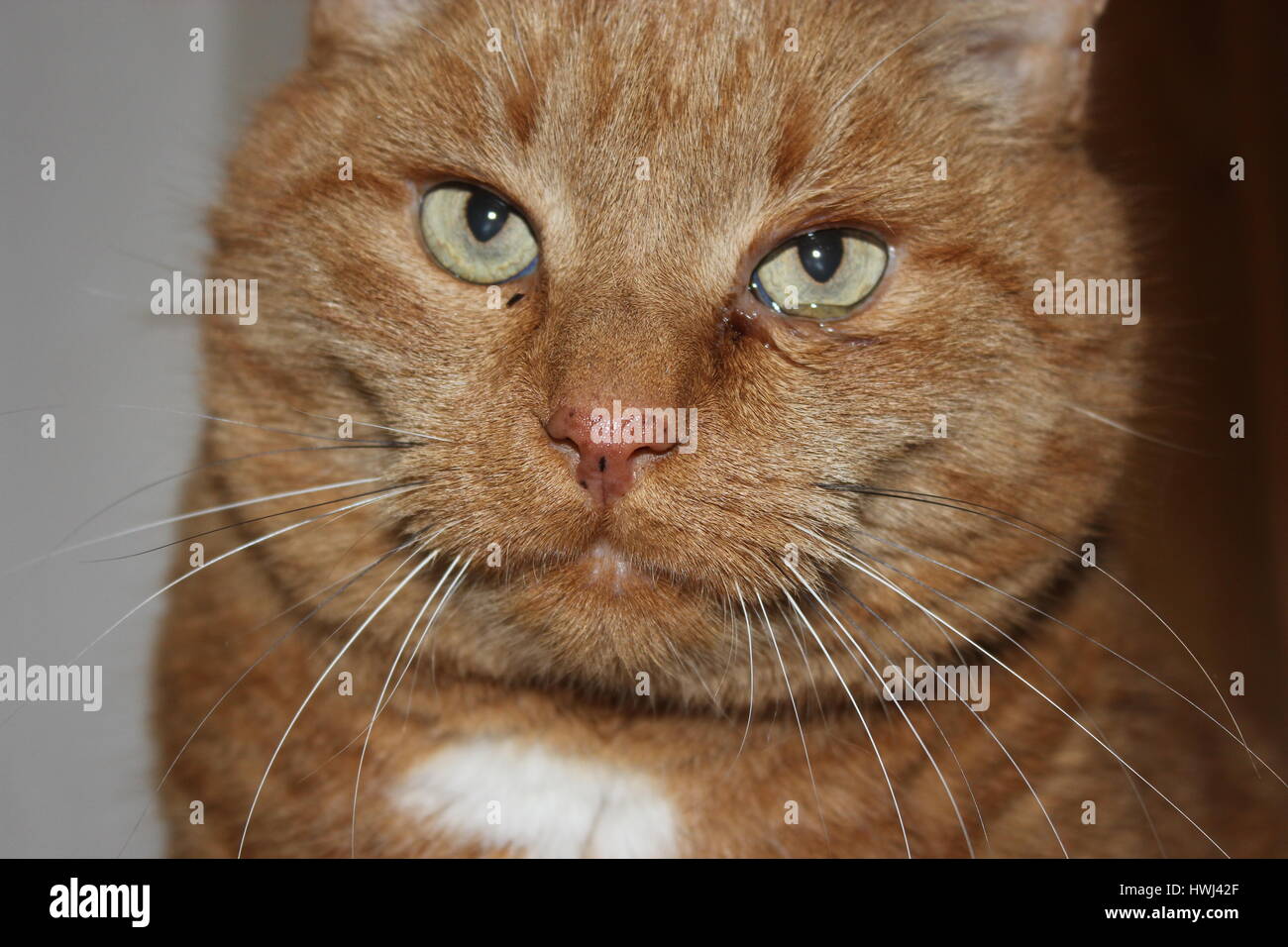 Kranke katze braun -Fotos und -Bildmaterial in hoher Auflösung – Alamy