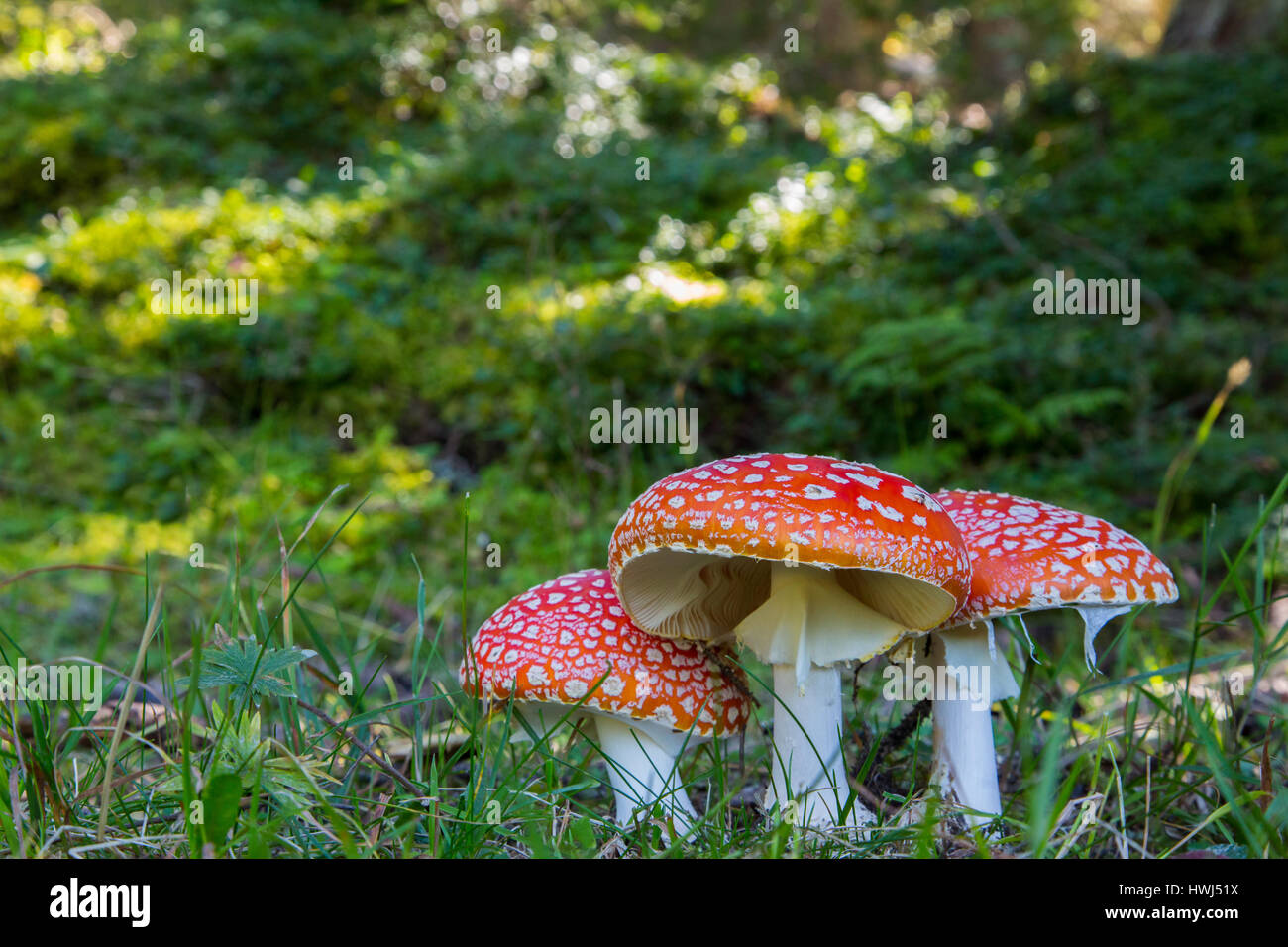 Drei Fliegenpilz Pilze in grünen Wiese im Wald Stockfoto