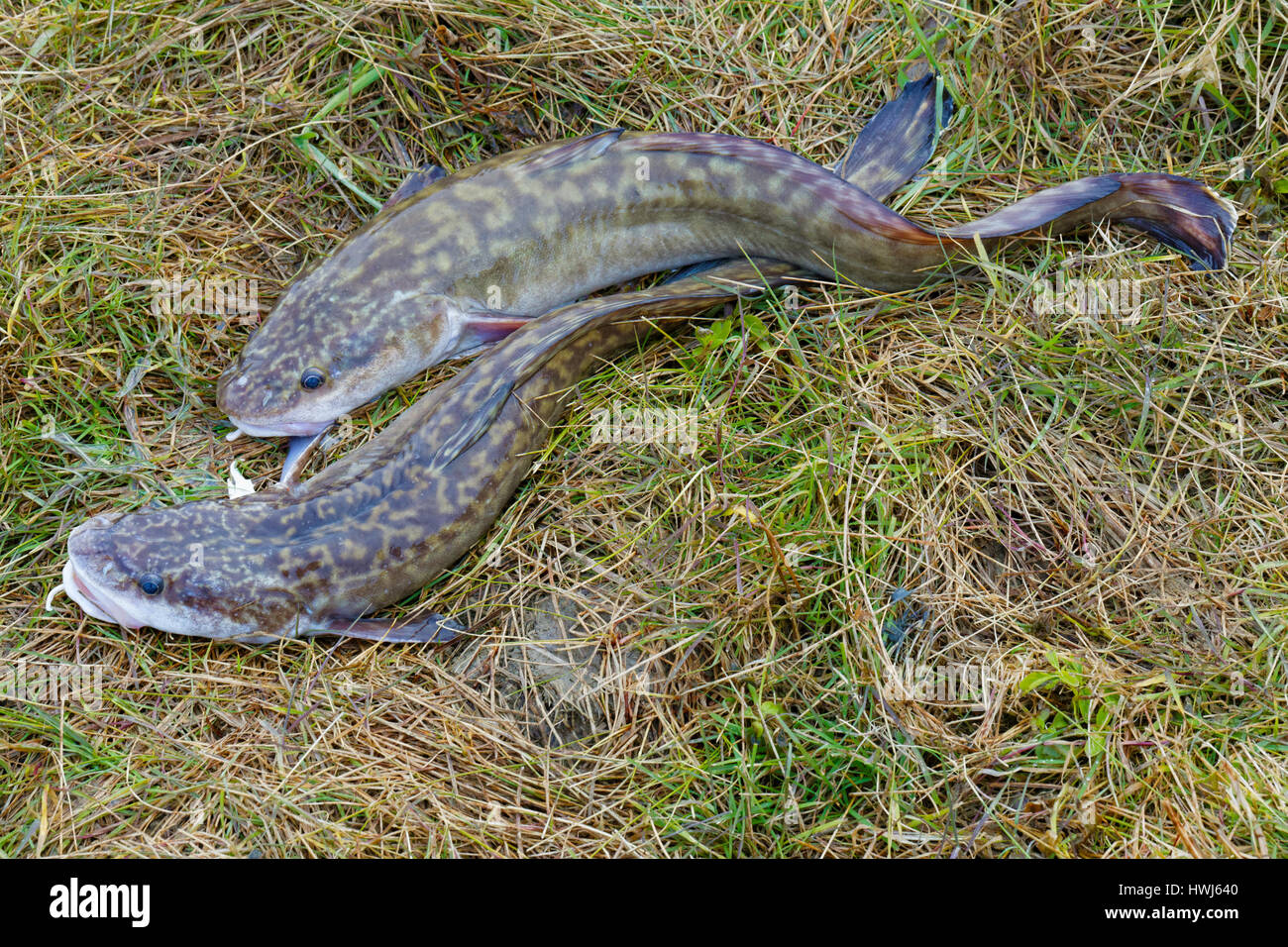 Zwei Gefangene sibirischen Burbots liegen auf dem Rasen Stockfoto