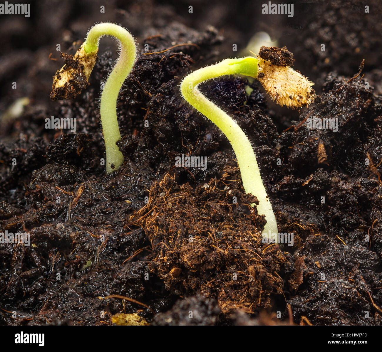 frischen sprießen aus dem Boden Rostet. Autofokus-Messfeld stammt von 7 Fotos Stockfoto