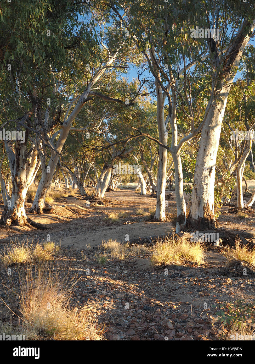 Eukalyptusbäume im trockenen Roe Creek Flussbett am späten Nachmittag in der Nähe von Simpsons Gap in der McDonnell Ranges, Alice Springs, Australien, Juni 2015 Stockfoto