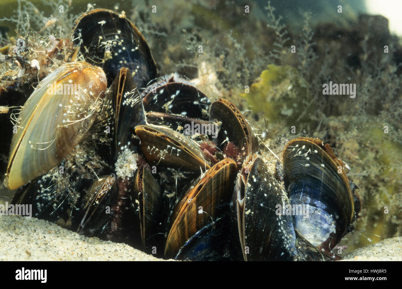Moule bleue Fotos und Bildmaterial in hoher Auflösung Alamy