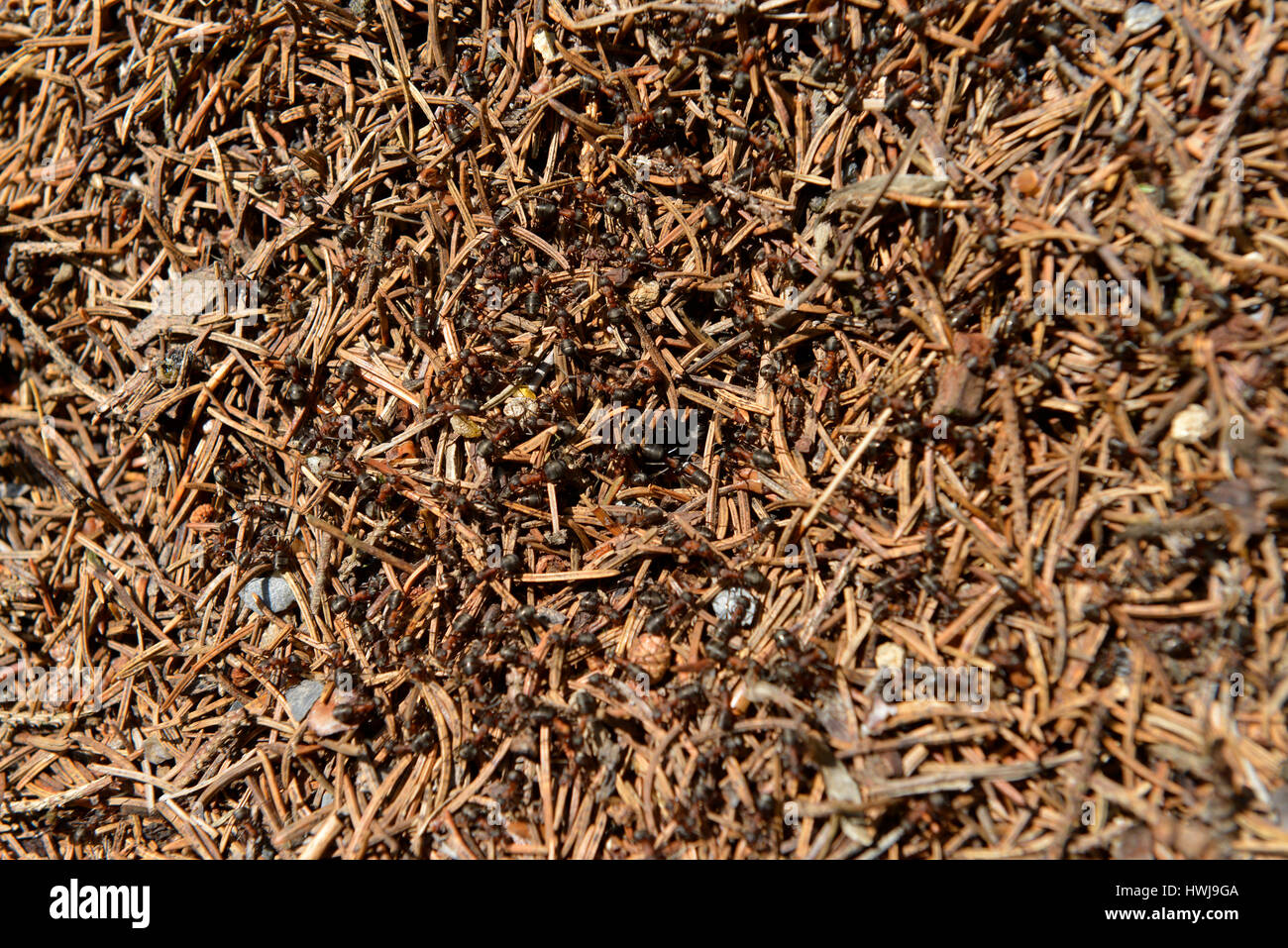 Ameisenhaufen, Fichtelgebirge, Oberfranken, Bayern, Deutschland Stockfoto