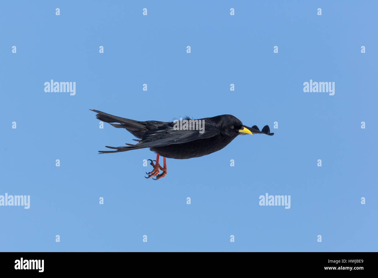 Porträt von fliegenden Vogel der alpinen Alpenkrähe (Pyrrhocorax Graculus) mit blauem Himmel Stockfoto