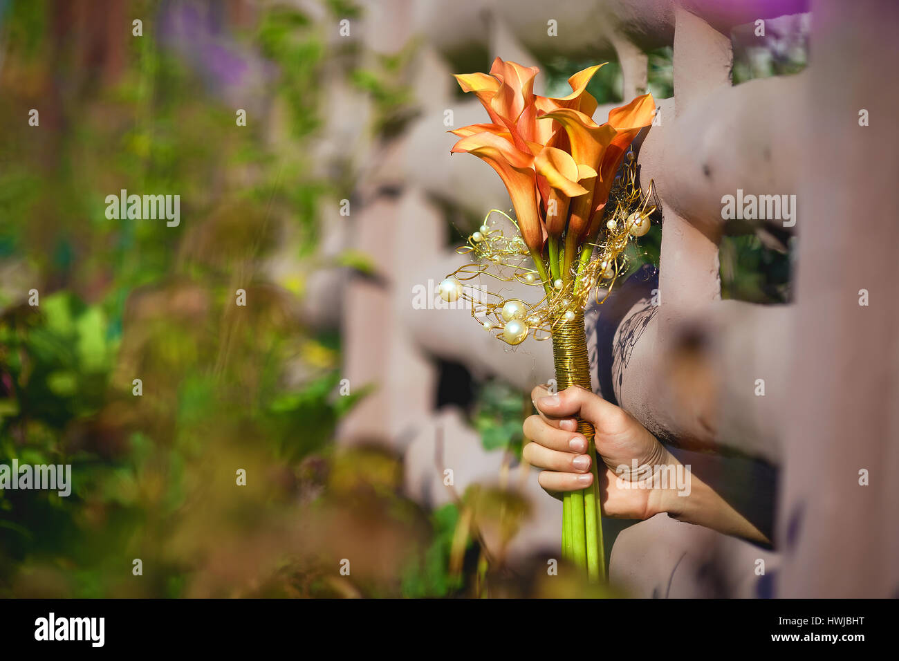 Orange Calla-Lilien in der Hand durch den Zaun Stockfoto