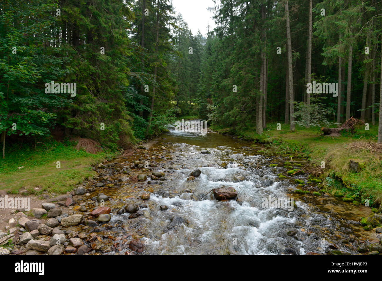 Bergbach, Dolina Koscieliska, Hohe Tatra, Polen Stockfoto