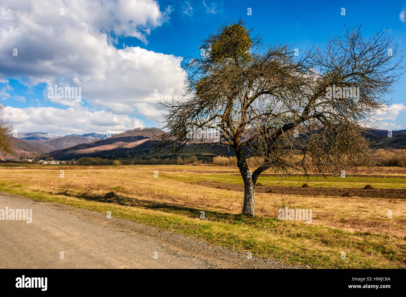 Frühling hat im ländlichen Raum entstanden. Baum im landwirtschaftlichen Bereich mit gelben verwitterten Grases nahe der Straße. schneebedeckten Gipfel der Bergkette in der Ferne. Stockfoto