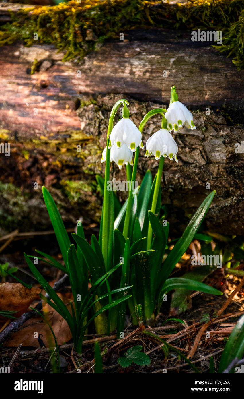 erste Blüten im Frühling. Frühling-Schneeflocke Leucojum fordert auch einen unscharfen Hintergrund des Protokolls auf Waldwiese in der Sonne. Snowbell Nahaufnahme. Stockfoto